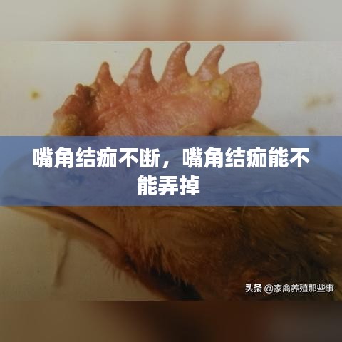 母以子贵 第2页