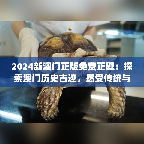 2024新澳门正版免费正题：探索澳门历史古迹，感受传统与现代交织