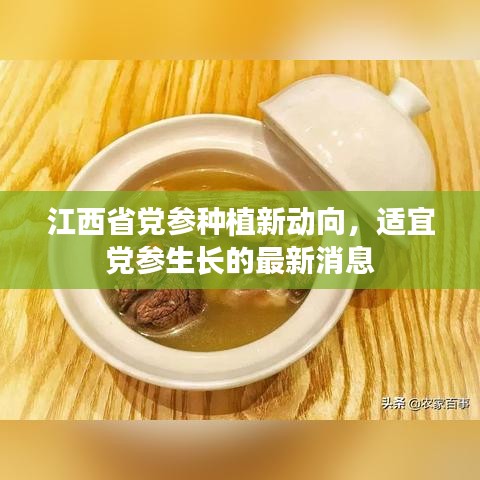 江西省党参种植新动向，适宜党参生长的最新消息