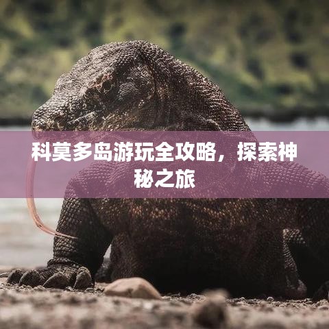科莫多岛游玩全攻略，探索神秘之旅