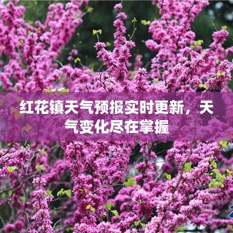 红花镇天气预报实时更新，天气变化尽在掌握