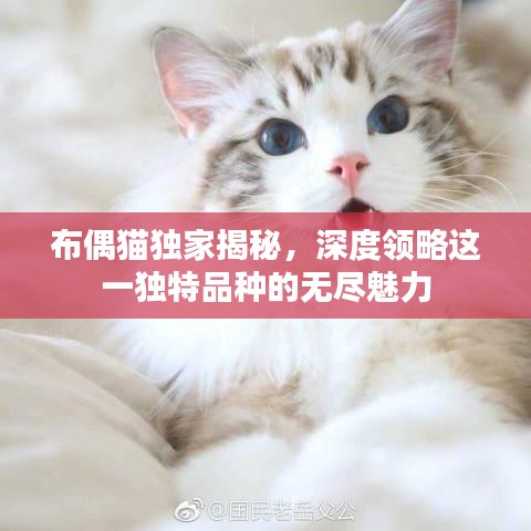 布偶猫独家揭秘，深度领略这一独特品种的无尽魅力