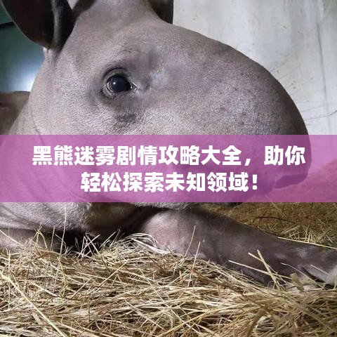 黑熊迷雾剧情攻略大全，助你轻松探索未知领域！