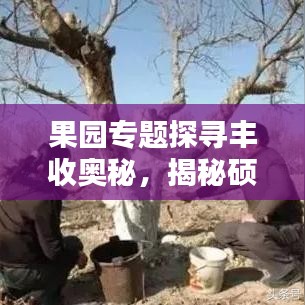 果园专题探寻丰收奥秘，揭秘硕果累累的秘密