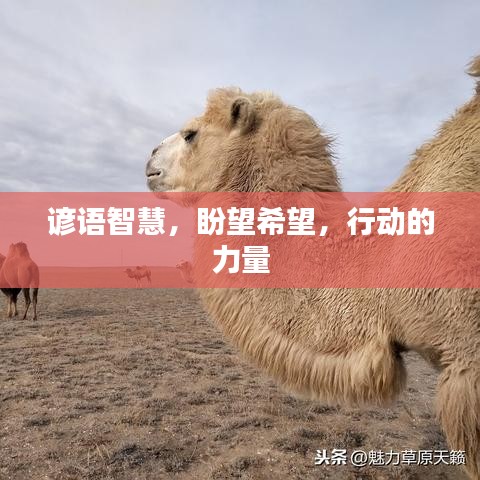 谚语智慧，盼望希望，行动的力量