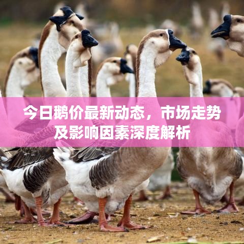 今日鹅价最新动态，市场走势及影响因素深度解析